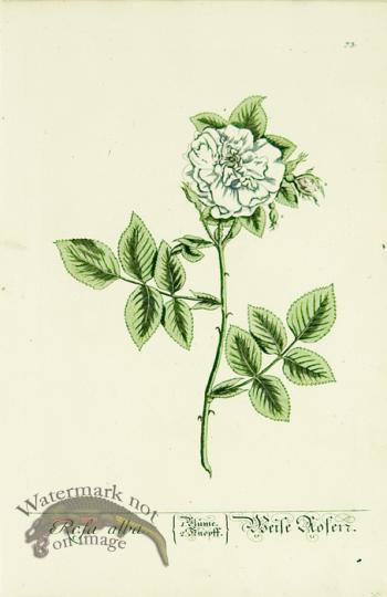 Blackwell German 143